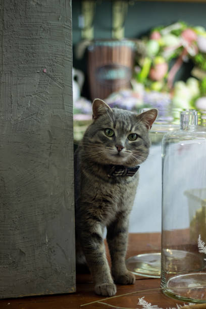 The gray cat sits on the table
