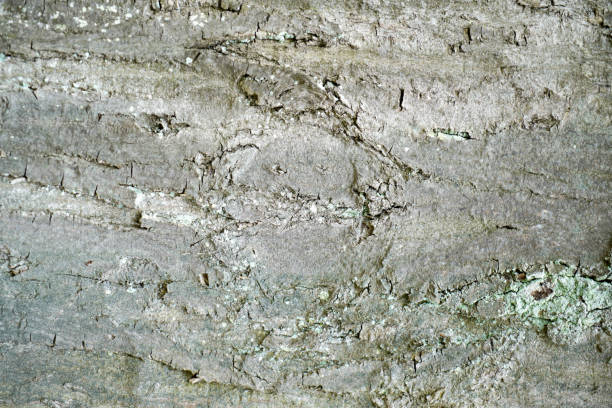 istock Natural wood with a rough structure, photographed outdoors in daylight 1315653784