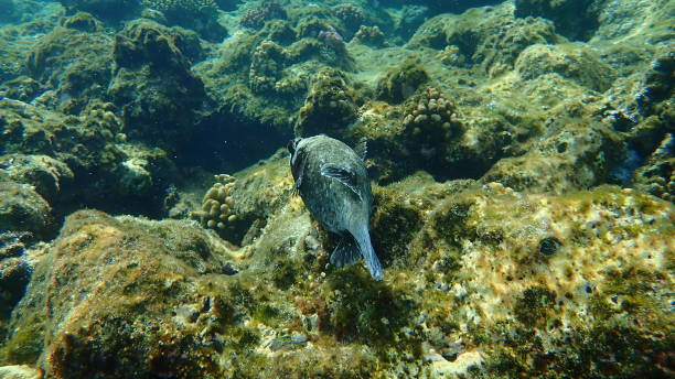 istock Masked puffer (Arothron diadematus) undersea, Red Sea, Egypt 1315656290