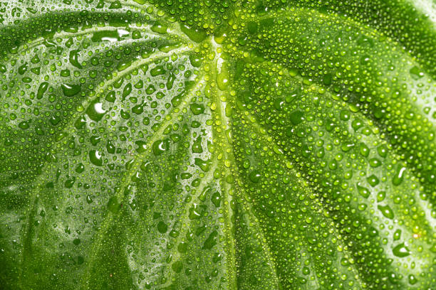 istock Close-up at green leaf covered by water drop. 1315657054