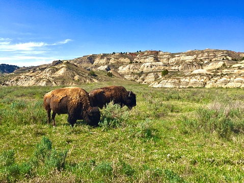 Two grazing American Bison, the largest mammal in the United States. Taken in Theodore Roosevelt National Park, North Dakota.