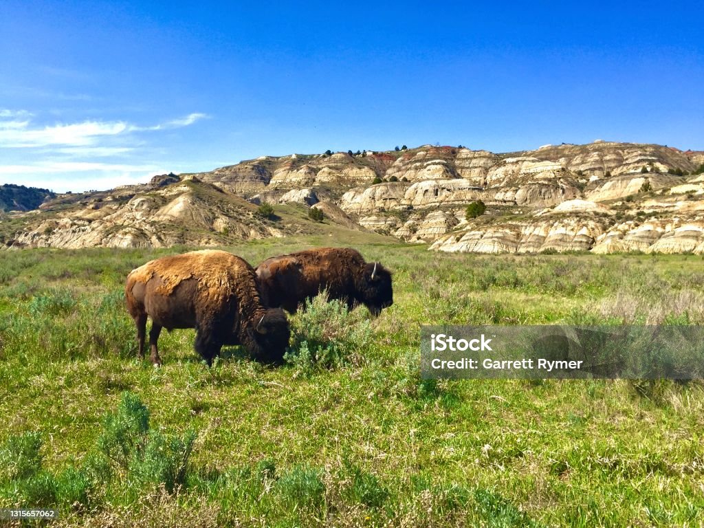 Grazing Bison, Theodore Roosevelt National Park Two grazing American Bison, the largest mammal in the United States. Taken in Theodore Roosevelt National Park, North Dakota. North Dakota Stock Photo