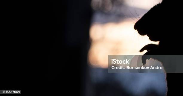 The Muzzle And Paws Of A Rat In A Dark Room Against The Background Of A Bright Light Spot Sunset Outside The Window Rat Head Silhouette Stock Photo - Download Image Now