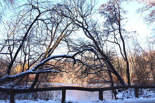 frozen carp pond in Berlin's Treptower Park on a beautiful winter's day.