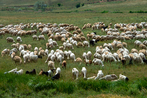 Herd of sheep on green meadow near a river. High quality photo