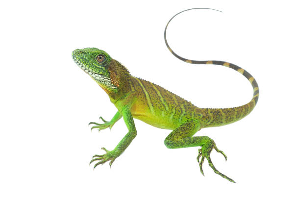 istock Chinese water dragon (Physignathus cocincinus) on a white background, isolate add clipping path. It is a large lizard. Fresh green body scales It is often found living near streams in Asian forests. 1315661631