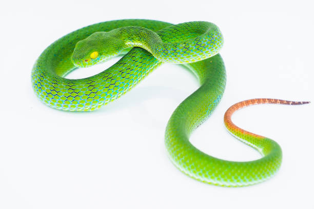 vipera verde dagli occhi grandi (macro trimeresurus), corpo verde fresco curling il suo corpo per aspettare di catturare la preda su uno sfondo bianco. isolare l'immagine. - snake white curled up animal foto e immagini stock