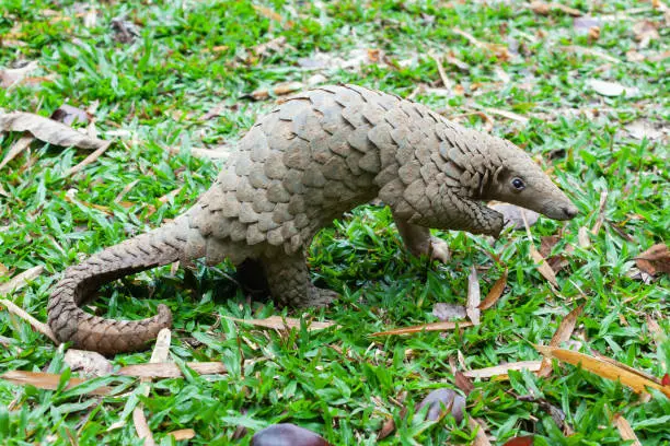 Photo of Java Pangolin (manis javanica) on green grass. It was smuggled in Asia. Because it is popularly consumed and its scales are an ingredient in Chinese medicine. Wildlife crime.