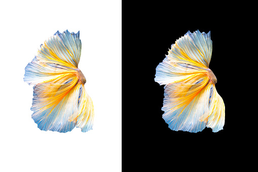 100+ Betta Fish Pictures | Download Free Images on Unsplash 100+ Betta Fish Pictures | Download Free Images on Unsplash