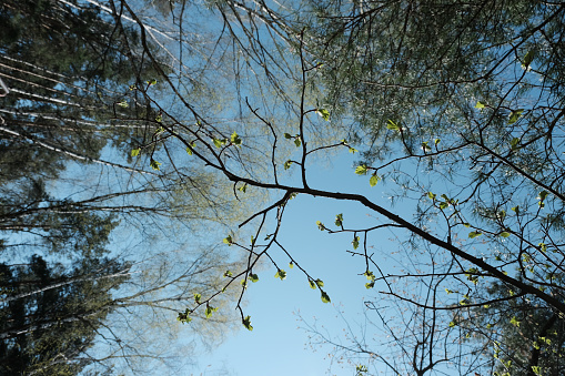 Tree branch with young leaves against the forest sky