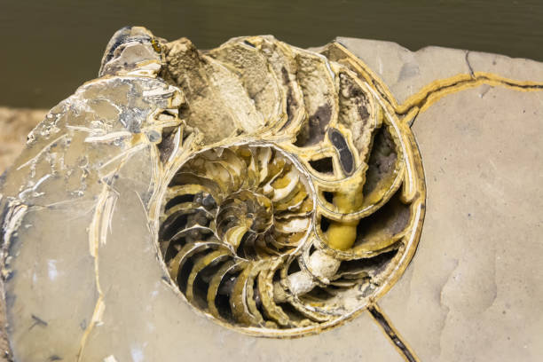 nautilus, mollusque marin pélagique de la famille des céphalopodes nautilidae - pliocene photos et images de collection