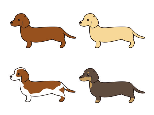 닥스훈트 벡터 일러스트레이션 세트.  옆쪽. - miniature dachshund stock illustrations