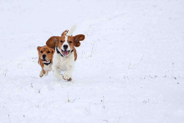 beagle runs through the snow. Hunting the beast