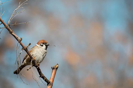 Passer domesticus bird-like sparrow sits on a bare tree branch with a small branch in its beak against a blue sky and blurred shrubs in the style of minimalism object left copy space. High quality photo