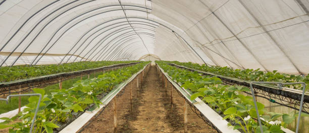 istock Crops being grown inside a poly tunnel on a farm 1315669943