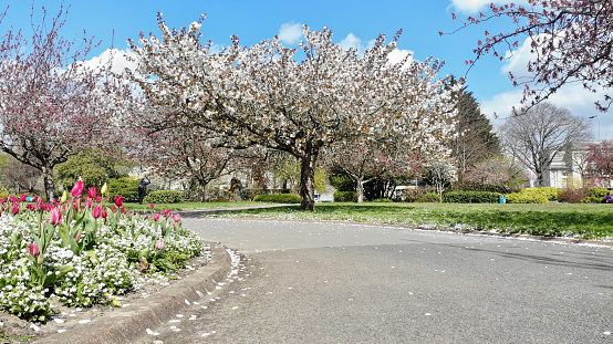 The Welsh war memorial at Alexandra Gardens in the city centre of Cardiff is set amongst the old civic buildings with blossom trees and flowers