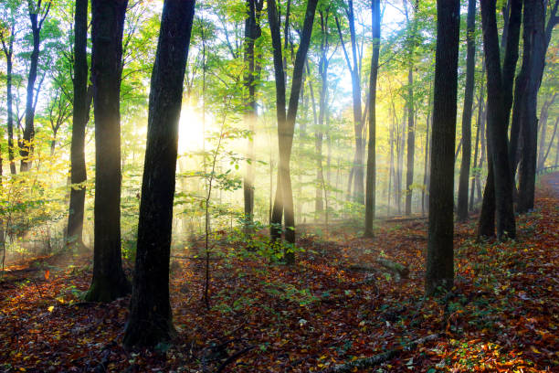 monte greylock en los berkshires - berkshire hills fotografías e imágenes de stock