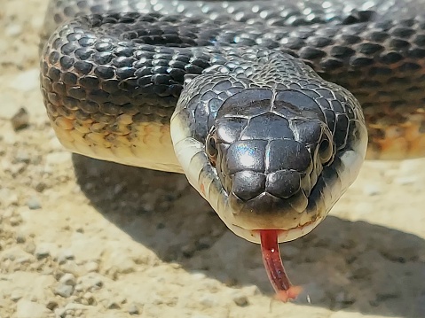 A close up of a western rat snake commonly called black snake on a warm Kansas afternoon
