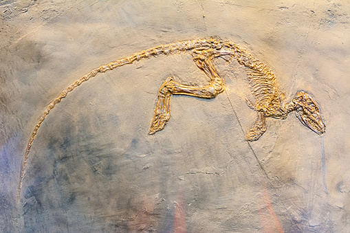 Fossilized skeleton of Paroodectes feisti, a miacid animal that lived during the early Eocene (ca. 50 million years ago) in the rain forests and swamps of the present-day Germany. It was a prehistoric predator that had the size and the appearance of a cat and was well adapted to climbing, as is apparent from its limbs, joints and shoulder bones. Its long tail gave balance for tree climbing and jumping from branch to branch.