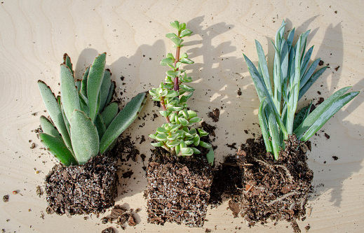 Succulents out of containers while being transplanted