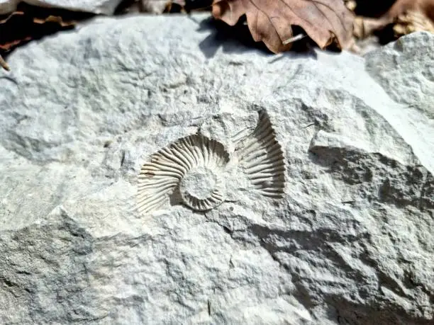 Ammomite (Ammomoideae) fossil imprint on a limestone. The image was captured in the canton of schaffhausen during springtime.
