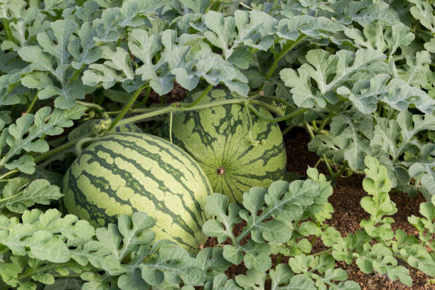 istock Watermelons in a watermelon crop in spring in Spain 1315674204