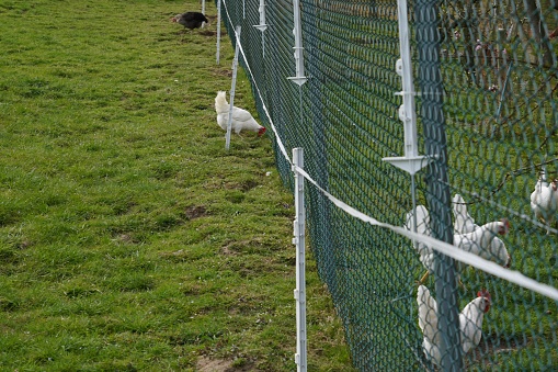 Free keeping of chickens in an enclosure with grass surrounded with electric shepard fence. Two chickens are outside the enclosure picking on grass. There is a lot of copy space.