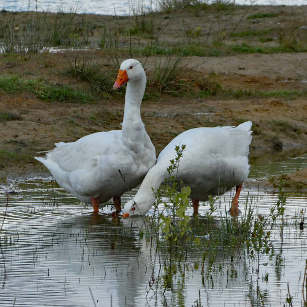 istock Two geese grazing in shallow water. 1315676609