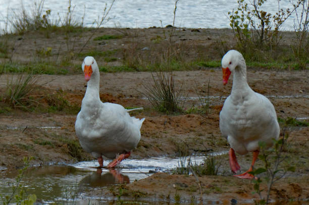 istock Two geese walking in shallow water. 1315676611