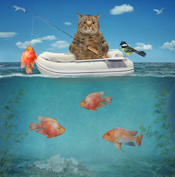 istock Cat caught gold fish from rubber boat 1315678796