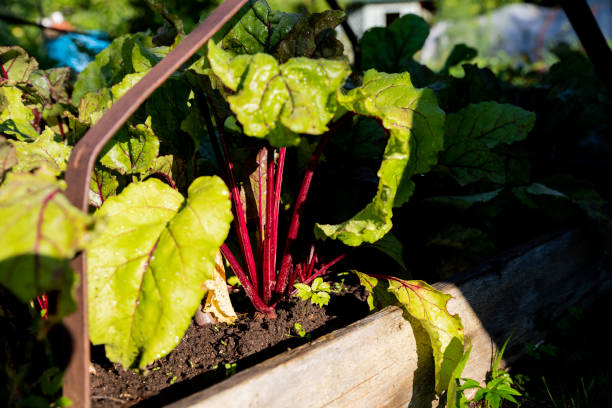 istock beetroot growing on the vegetable bed,farm.Fresh organic beets.Young green beetroot plants. leaves of purple beetroot grown in the garden for healthy colorful salad crop. 1315681609
