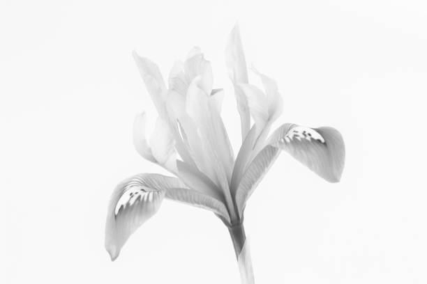 istock Black and white image of a Iris reticulata against a white background 1315683715
