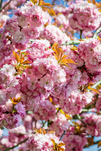 istock pink flowers are blooming on trees 1315684738