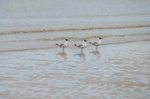 Triple trouble-three black headed gulls paddle at the edge of the ocean in wales.