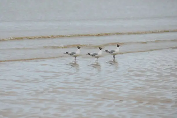 Triple trouble-three black headed gulls paddle at the edge of the ocean in wales.