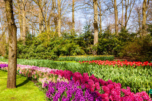 istock Blooming flowering tree in local park 1315684995