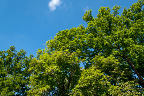 tree tops in spring with fresh leaves against a blue sky. - treetop tree sky blue imagens e fotografias de stock