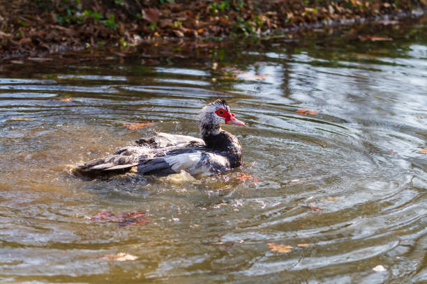 istock A black and white duck mates in the water with a duck 1315686230