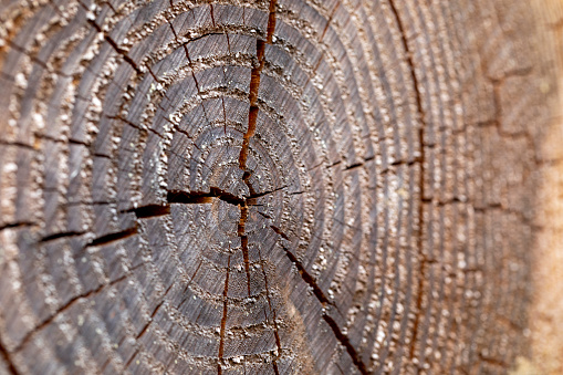 Detail shot of a tree disc made of brown acacia wood with annual rings as a background