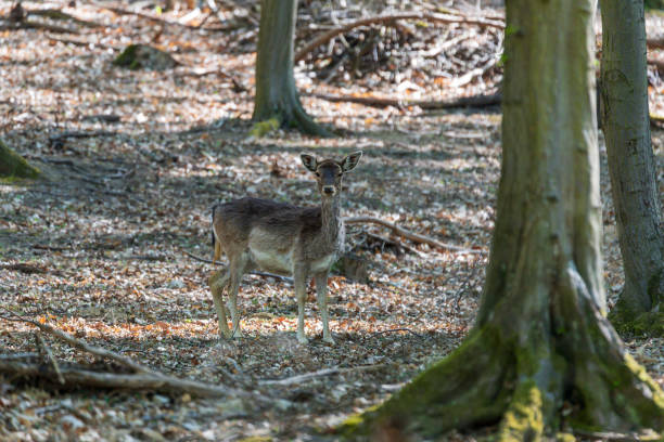 A young fallow deer stands in a deciduous forest among the trees. Wild photo.
