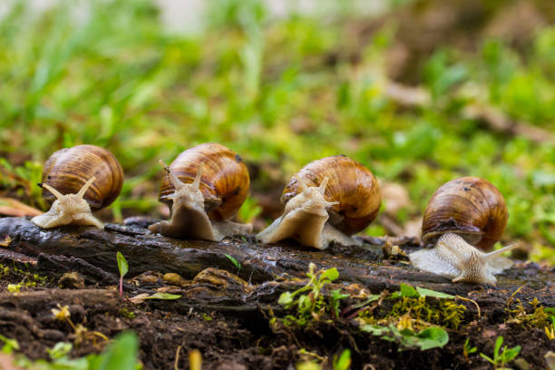 Group of escargot looking at the camera stock photo