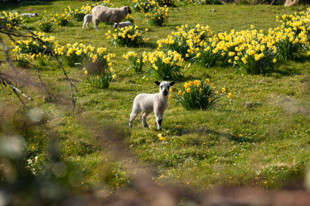 pecora nel distretto dei lacuri - sheep flock of sheep pasture mountain foto e immagini stock