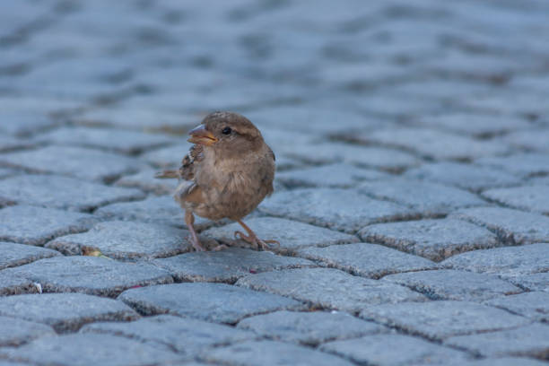 A field sparrow in a city leaps on a pavement pavement