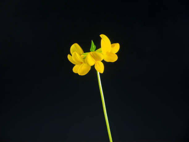 Lotus corniculatus, bird's-foot trefoil, isolated on black background. Yellow wild flower with stem, cut out. Flat lay. Forage plant. Lotus corniculatus, bird's-foot trefoil, isolated on black background. Yellow wild flower with stem, cut out. Flat lay. Forage plant. lotus corniculatus stock pictures, royalty-free photos & images