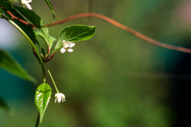 blumen von schisandra chinensis oder fünf-geschmack-beere auf einem zweig. magnolia-rebe im garten. selektiver fokus, flacher dof. - berry vine stock-fotos und bilder