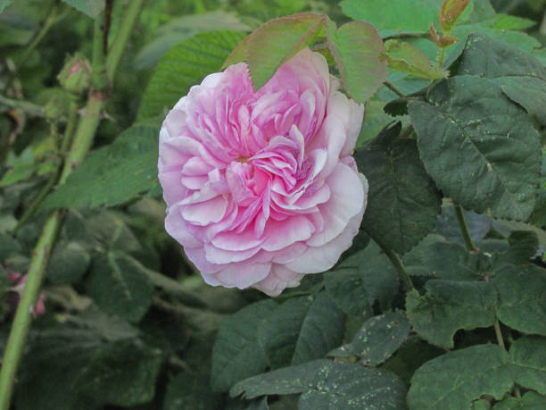 istock pink rose in green leaves 1315690974