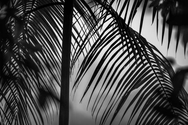 istock Monochrome Vegetation Silhouette 1315692476
