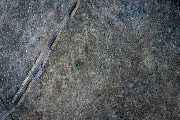 desmatamento, exploração madeireira, destruição ambiental na polônia, europa - landscape aerial view lumber industry agriculture - fotografias e filmes do acervo
