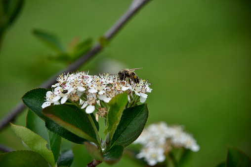 bee on chokeberries, aronia flower on the branch with blurred background
