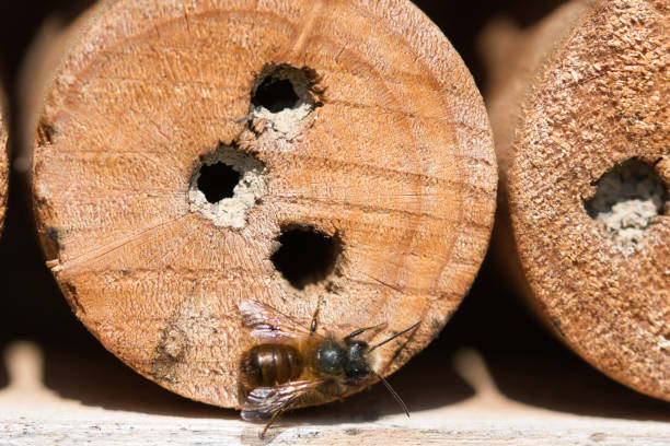 Bee hotel with wood drilled with holes, hollow bamboo stalks and wild solitary mason bee texture macro, saving bees and attracting pollinators concept